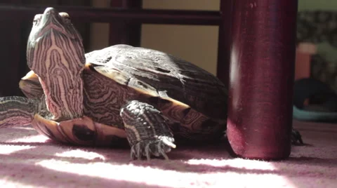 Turtle scrape the leg of a chair. Wide shot. Indoor. Carpet. House. Stock Footage 42203496