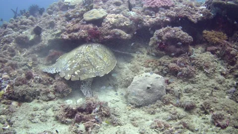 Turtle Scratching on Coral Ledge Stock Footage 198662311