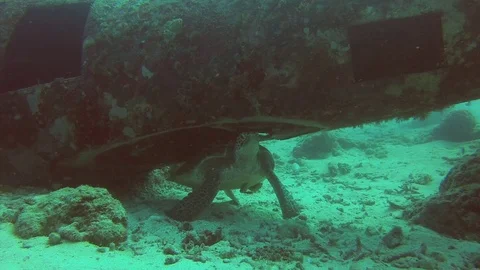 Turtle scratching shell on plane wreck Video stock 74326107