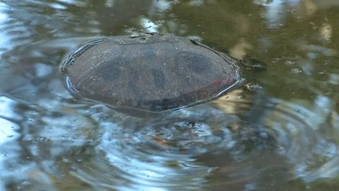 Turtle in the sea Video stock 81052687