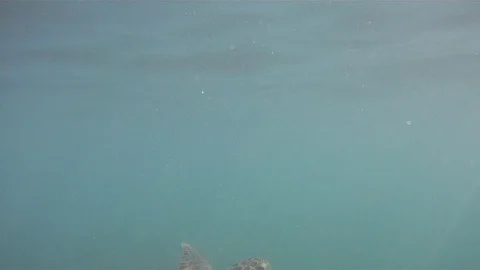 Turtle in the sea Stock Footage 94126575