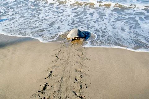 Turtle by the sea Stock Photos
