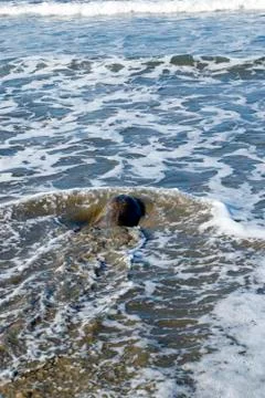 Turtle by the sea 스톡 사진