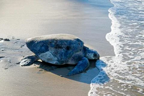 Turtle by the sea 스톡 사진