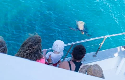 Turtle in the sea Stock Photos