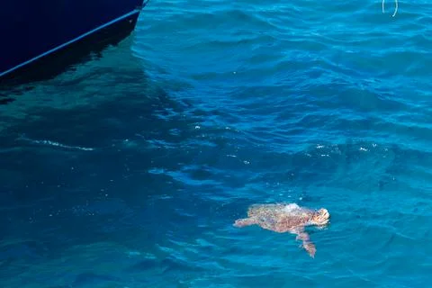 Turtle in the sea Stock Photos