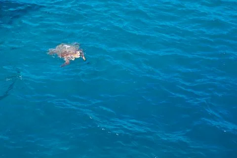 Turtle in the sea Stock Photos