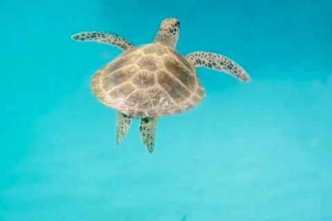 Turtle in the sea Stockfoto's