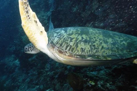 A turtle in the sea Stock Photos