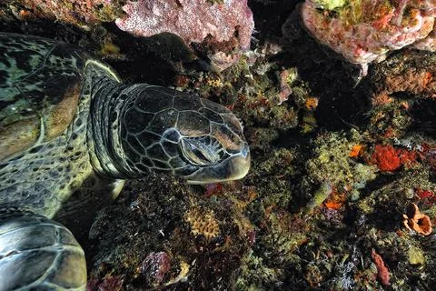 A turtle in the sea Foto stock