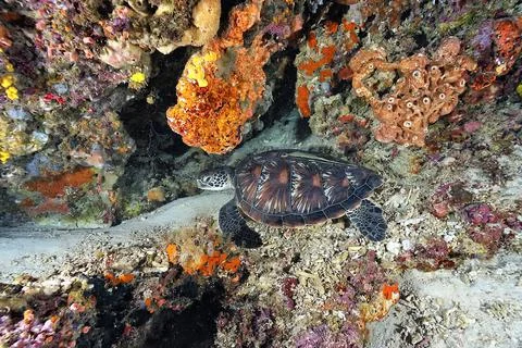 A turtle in the sea Stock Photos