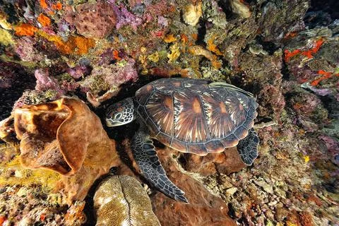 A turtle in the sea Stock Photos