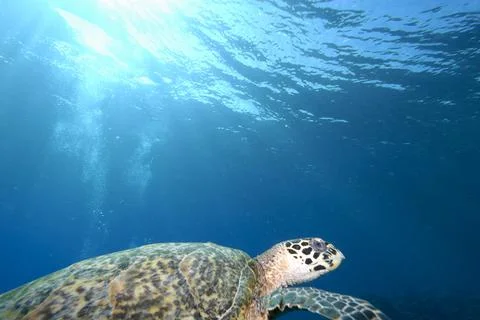 A turtle in the sea Stock Photos
