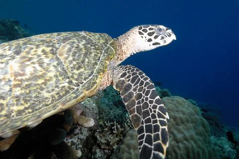 A turtle in the sea Stock Photos