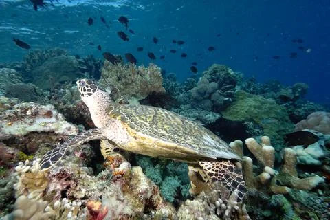 A turtle in the sea Stock Photos