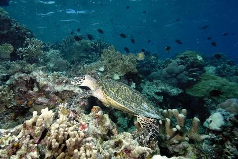 A turtle in the sea Stock Photos
