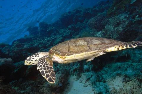 A turtle in the sea Foto stock
