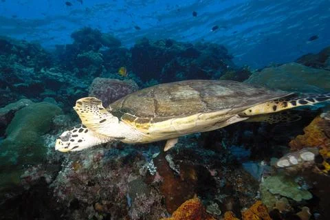 A turtle in the sea Stock Photos