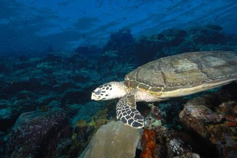 A turtle in the sea Stock Photos
