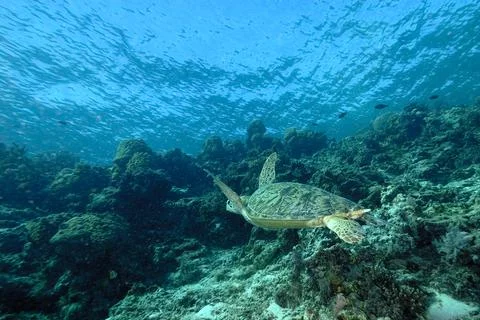 A turtle in the sea Stock Photos