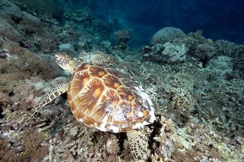 A turtle in the sea Stock Photos