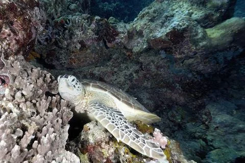 A turtle in the sea Stock Photos