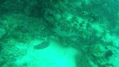 Turtle in the sea, Thailand Stock Footage 246514587