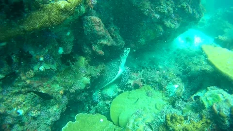 Turtle in the sea, Thailand Stock Footage 246514588