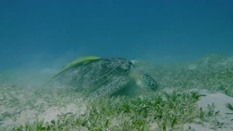 Turtle in seagrass Stock Footage 167758770