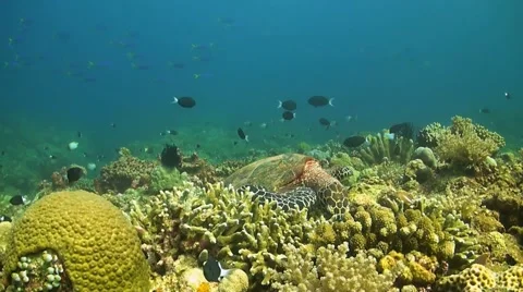 Turtle in search of food Stock Footage 51581626