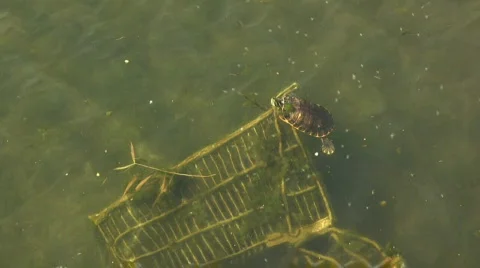 Turtle searching food 库存影片 809119