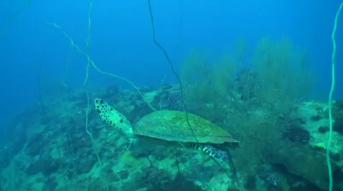 Turtle searching for food Stock Footage 33100119