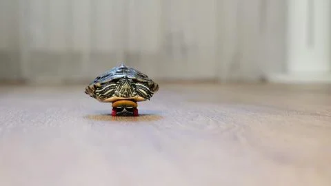Turtle is seen gliding on a tiny skateboard indoors, creating a whimsical and Stock Photos