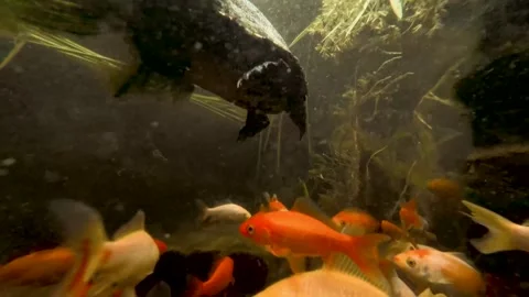 Turtle Seen From the Side Swimming Underwater Among Red and Gold Fish Stock Footage 340063567