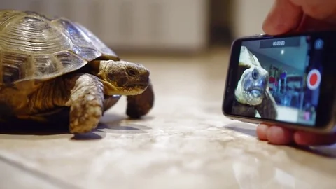 The turtle sees itself in a smartphone. Tortoise make selfie Stock Footage 78485942