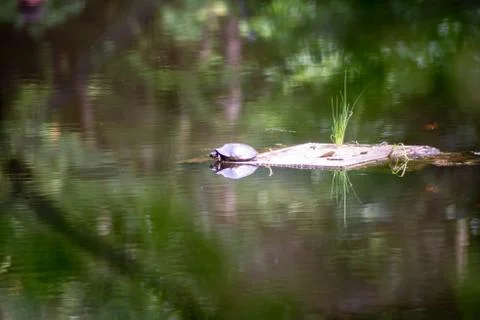 Turtle sees reflection in abstract forest pond. Stock Photos