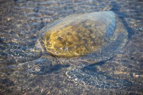 Turtle in Shallow Stock Photos