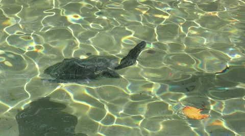 Turtle in shallow water 4k Stock Footage 48337874
