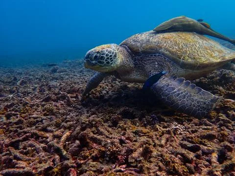 Turtle Shark Bay Stock Photos