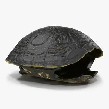 Turtle Shell 2 3D Model