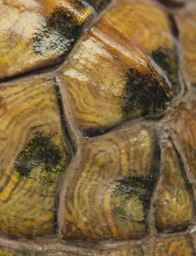 Turtle shell as an abstract background. Stock Photos