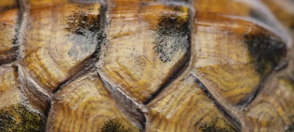 Turtle shell as an abstract background. Stock Photos