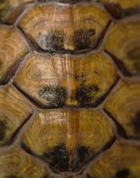 Turtle shell as an abstract background. Stock Photos