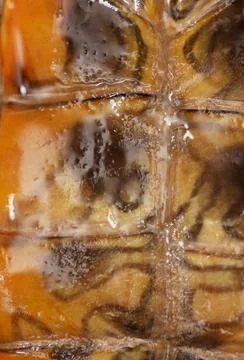 Turtle shell as an abstract background. Stock Photos