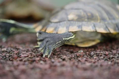 Turtle Shell and Leg Closeup Reptile Wildlife Animal Stock Photos