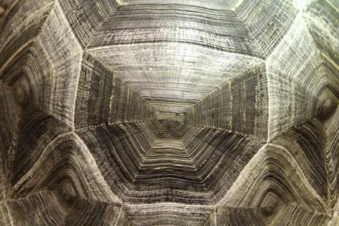 Turtle Shell Back - close up Fotos de archivo