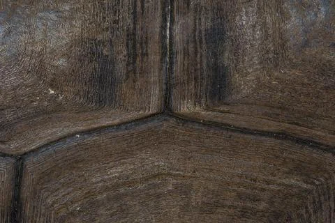 Turtle shell background. Macro close up. Carapace texture details. Stock Photos