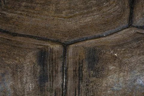 Turtle shell background. Macro close up. Carapace texture details. Stock Photos
