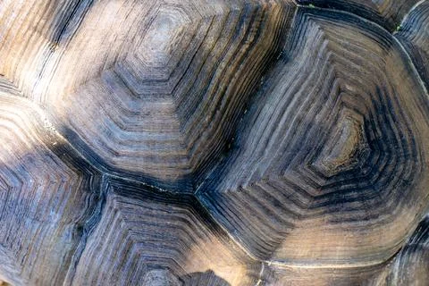 Turtle shell background. Macro close up. Carapace texture details. Stock Photos