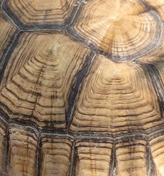 Turtle shell as background. Texture Stock Photos